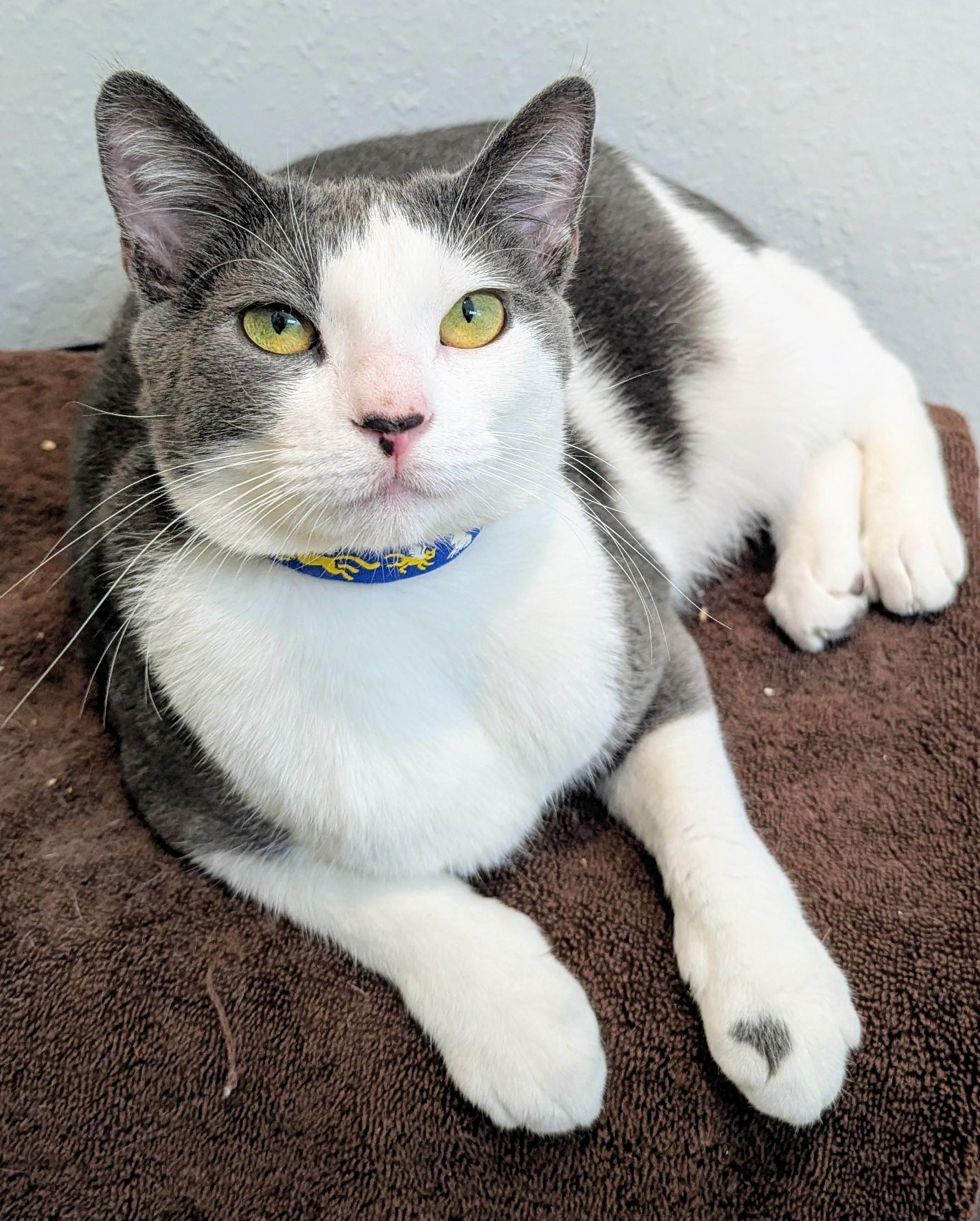 Enlarge Zuma, a Adopted Domestic Short Hair in Monterey, CA image 1/5