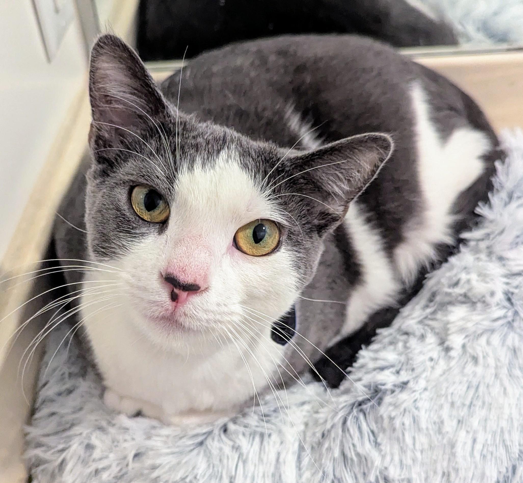 Enlarge Zuma, a Adopted Domestic Short Hair in Monterey, CA image 2/5