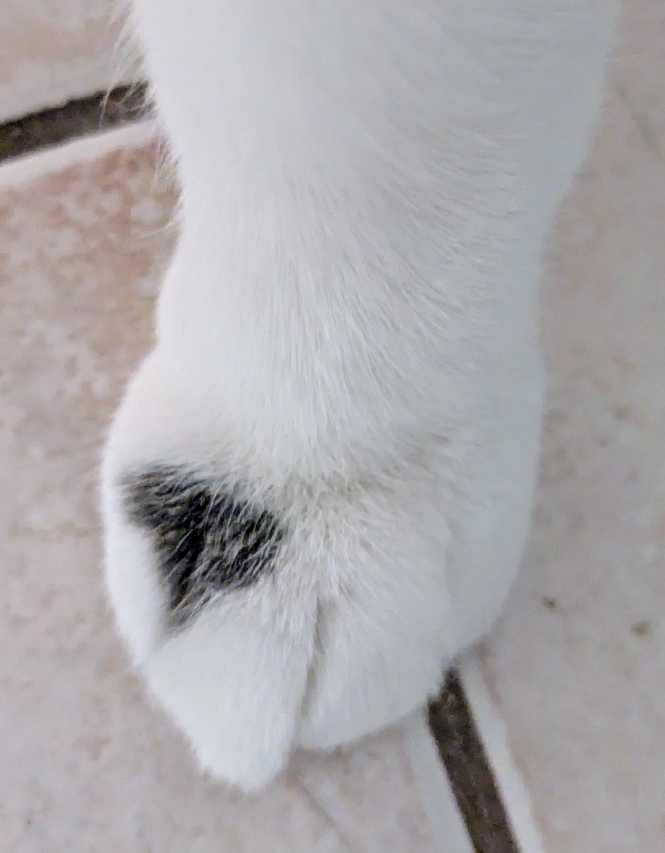 Enlarge Zuma, a Adopted Domestic Short Hair in Monterey, CA image 3/5