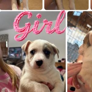 Amanda, an adopted mixed breed in New Lenox, IL image 2/2