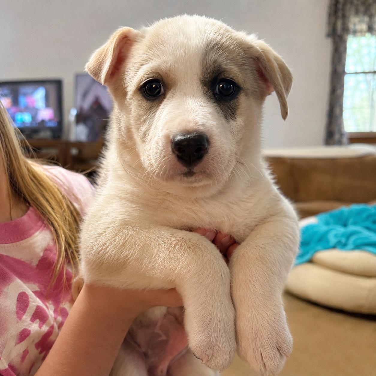 Amanda, adopted, Young Female Catahoula Leopard Dog.