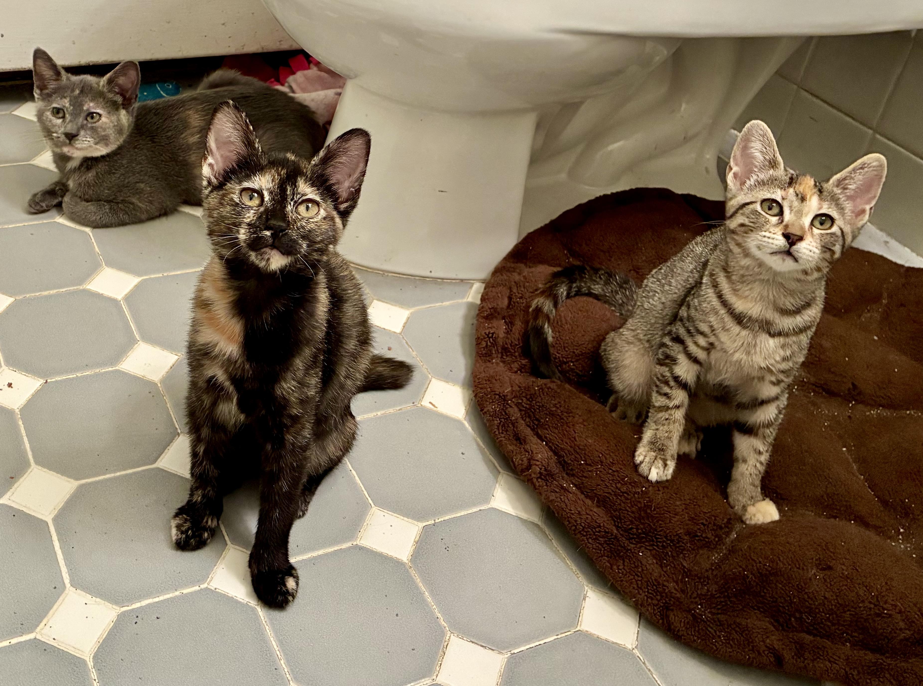 Farfalle, Adoptable, Kitten Female Dilute Tortoiseshell.