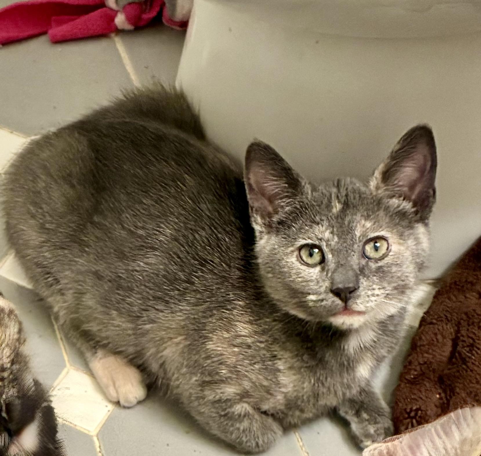 Farfalle, Adoptable, Kitten Female Dilute Tortoiseshell.