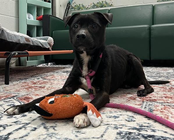 LOOFAH, Adoptable, Adult Male Parson Russell Terrier & Border Collie.