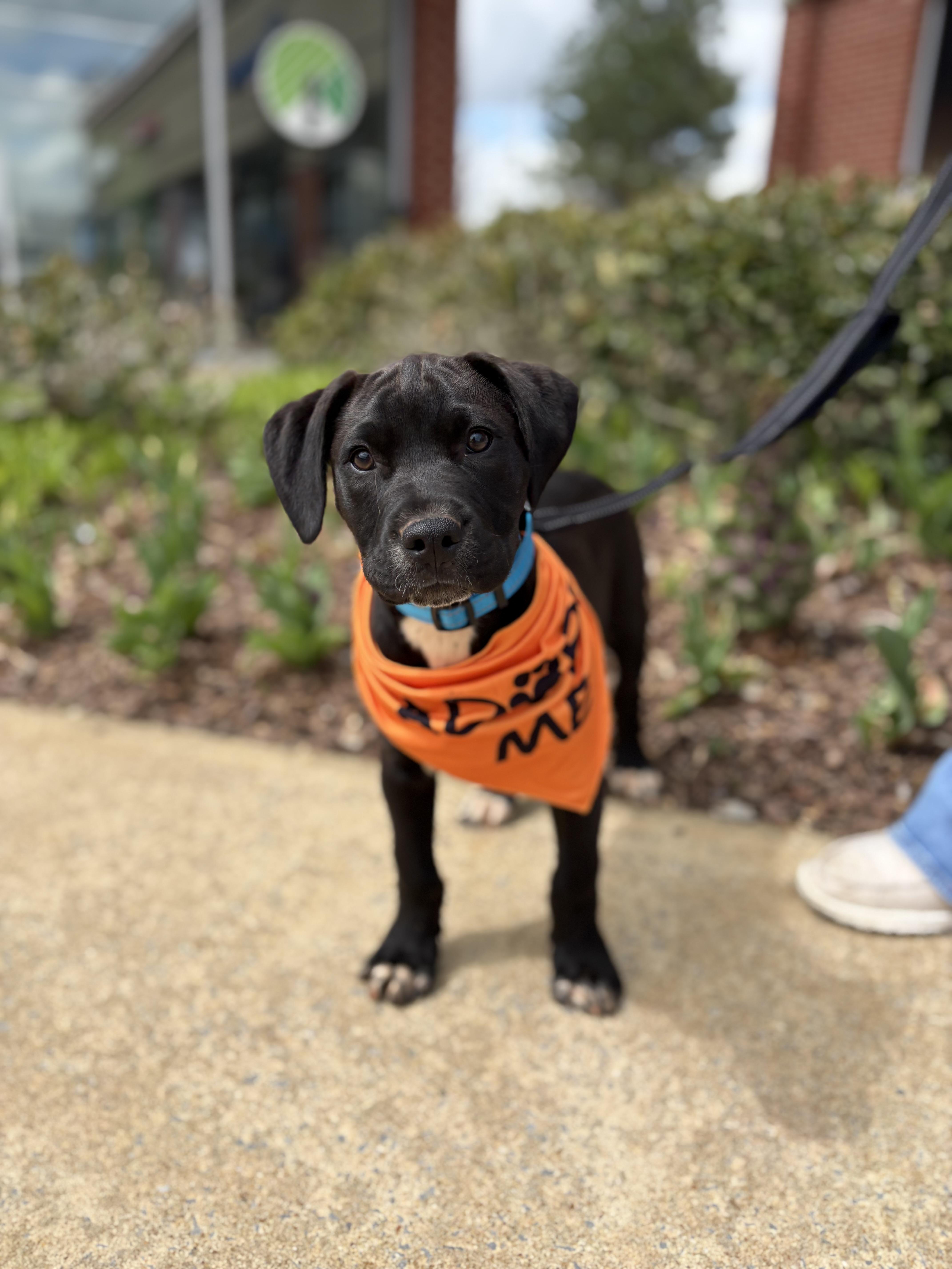 Enlarge Dino , an adopted mixed breed in Pelham, AL image 1/5