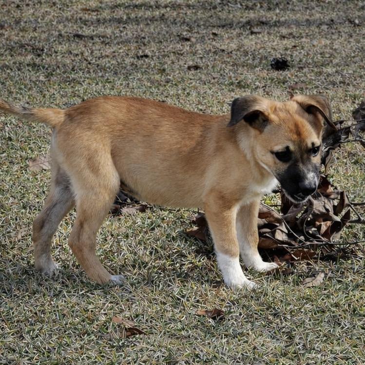 Enlarge Emma, a Adoptable mixed breed in Oakdale, LA image 1/3