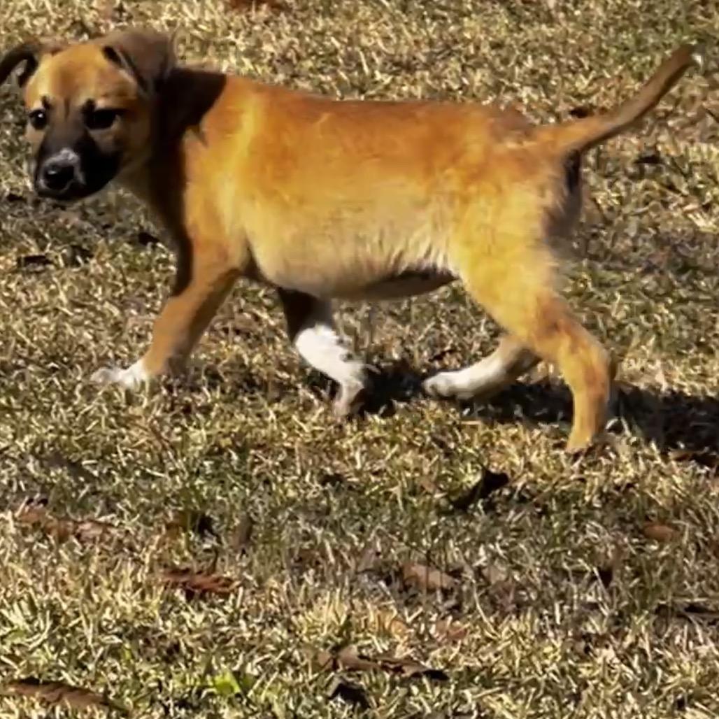 Enlarge Emma, a Adoptable mixed breed in Oakdale, LA image 2/3