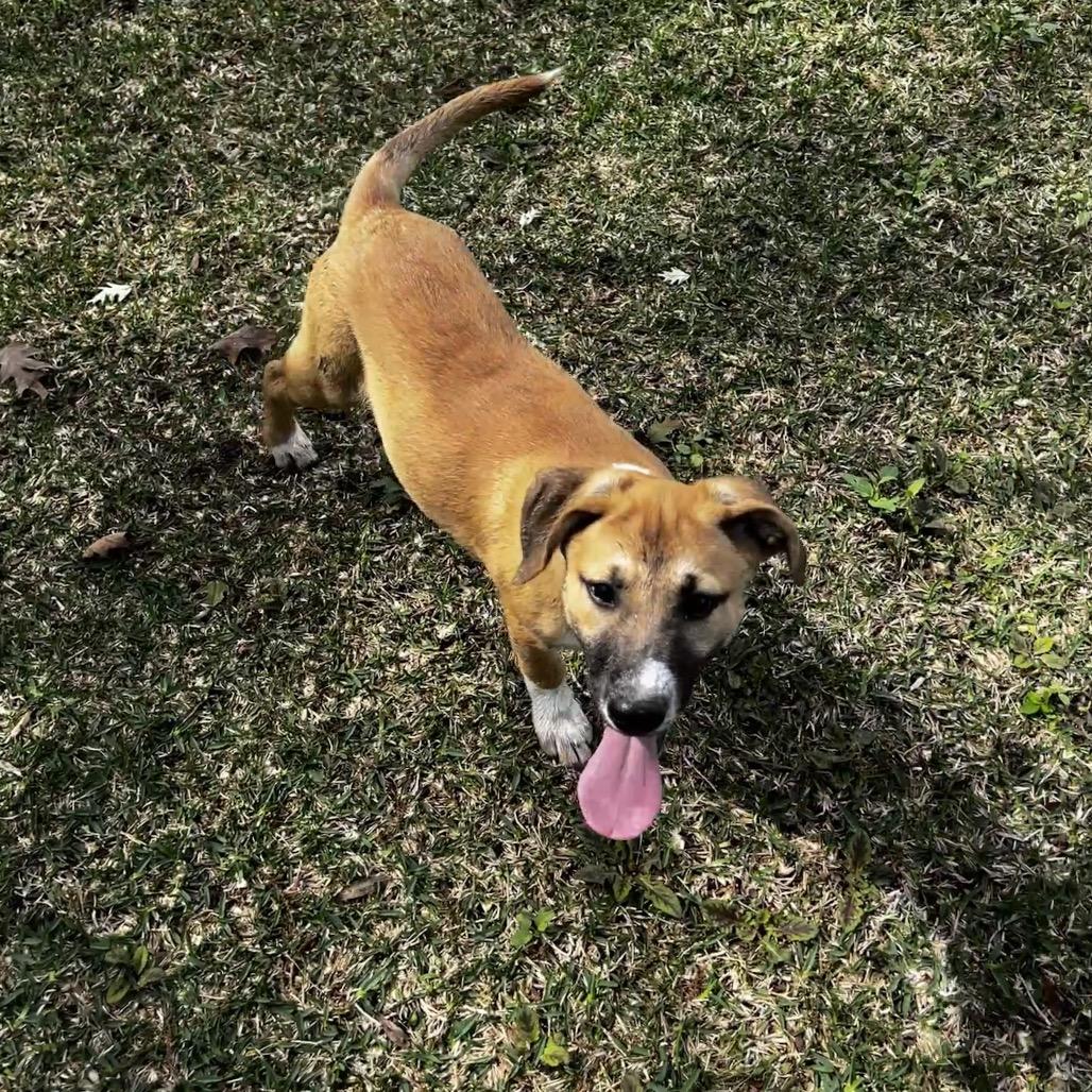 Enlarge Emma, a Adoptable mixed breed in Oakdale, LA image 1/2