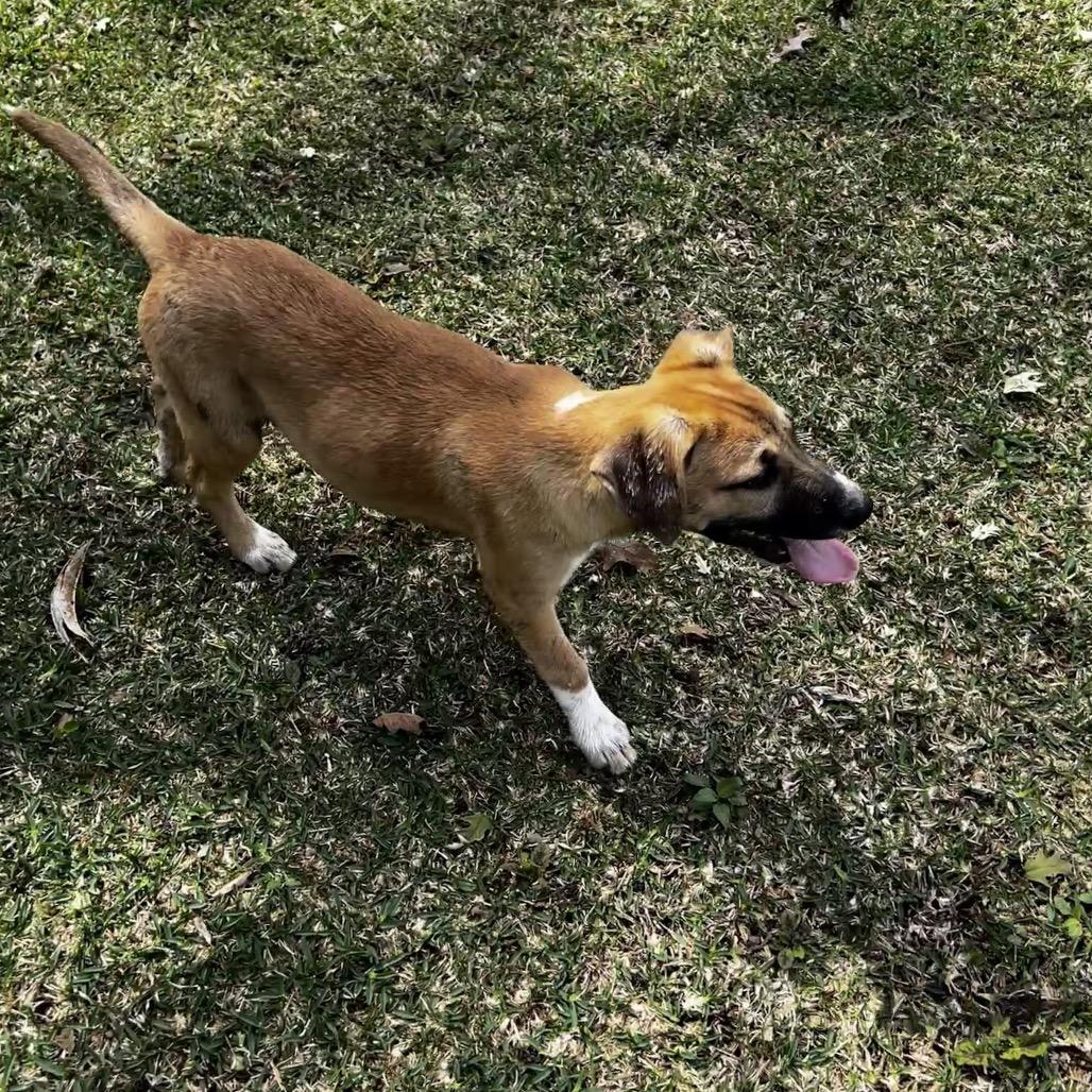 Enlarge Emma, a Adoptable mixed breed in Oakdale, LA image 2/2