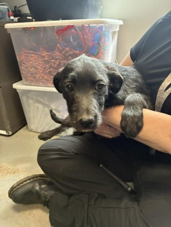 Enlarge *Cricket*, a Adoptable mixed breed in Salt Lake City, UT image 1/1