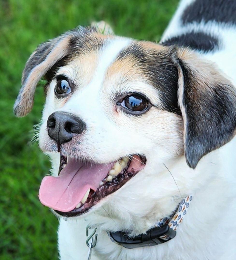 Enlarge Max, a ADOPTABLE mixed breed in Lisbon, IA image 4/6