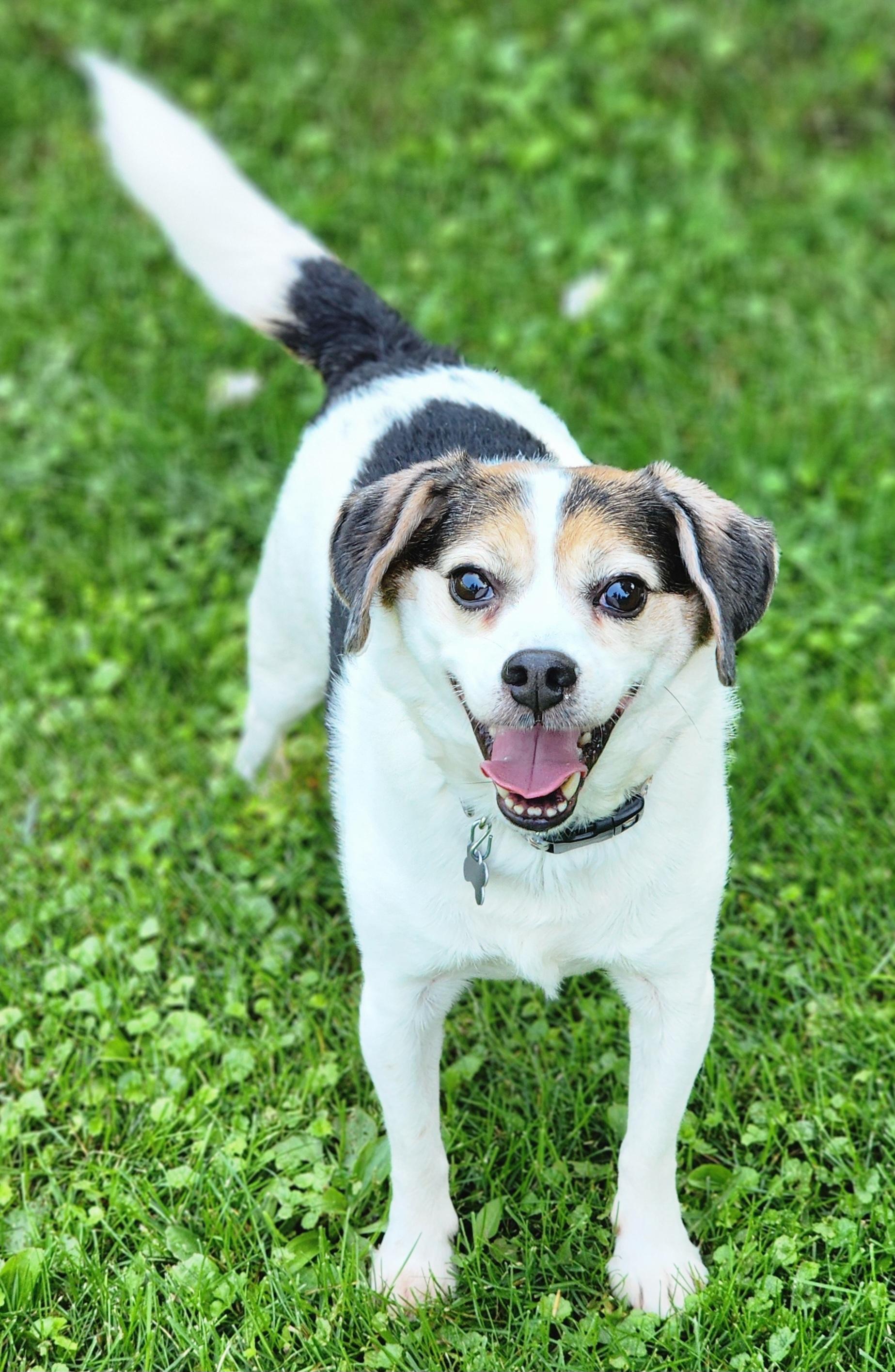 Max, ADOPTABLE, Adult Male Beagle & Terrier.