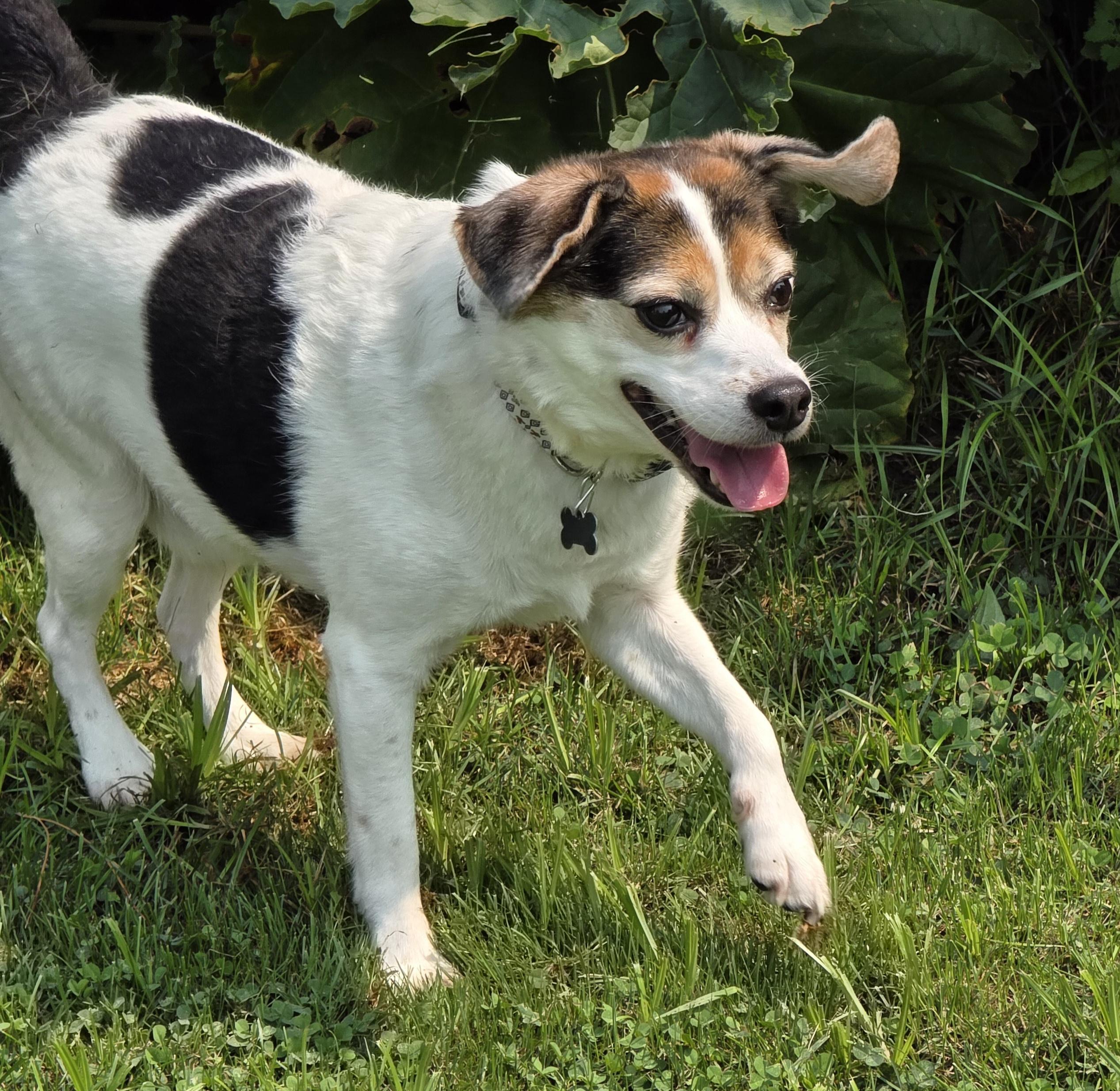 Enlarge Max, a ADOPTABLE mixed breed in Lisbon, IA image 6/6