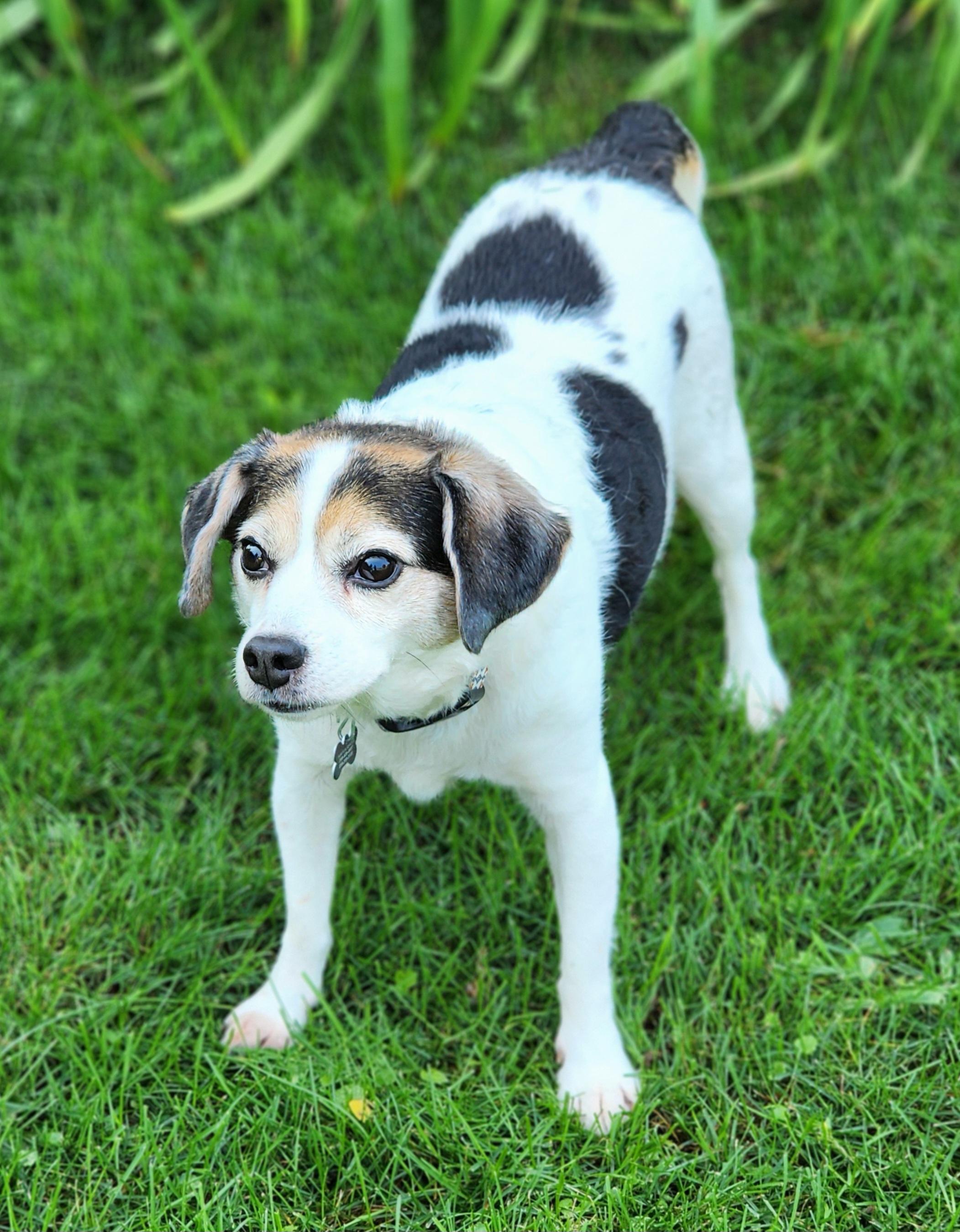 Enlarge Max, a ADOPTABLE mixed breed in Lisbon, IA image 5/6