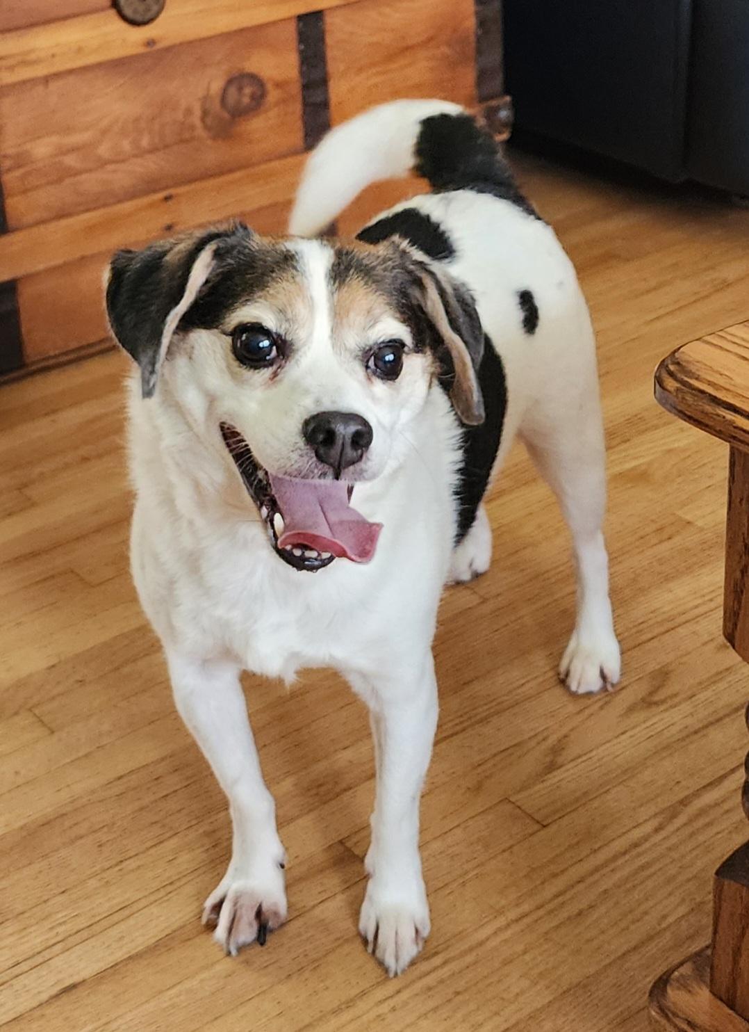 Enlarge Max, a ADOPTABLE mixed breed in Lisbon, IA image 2/6
