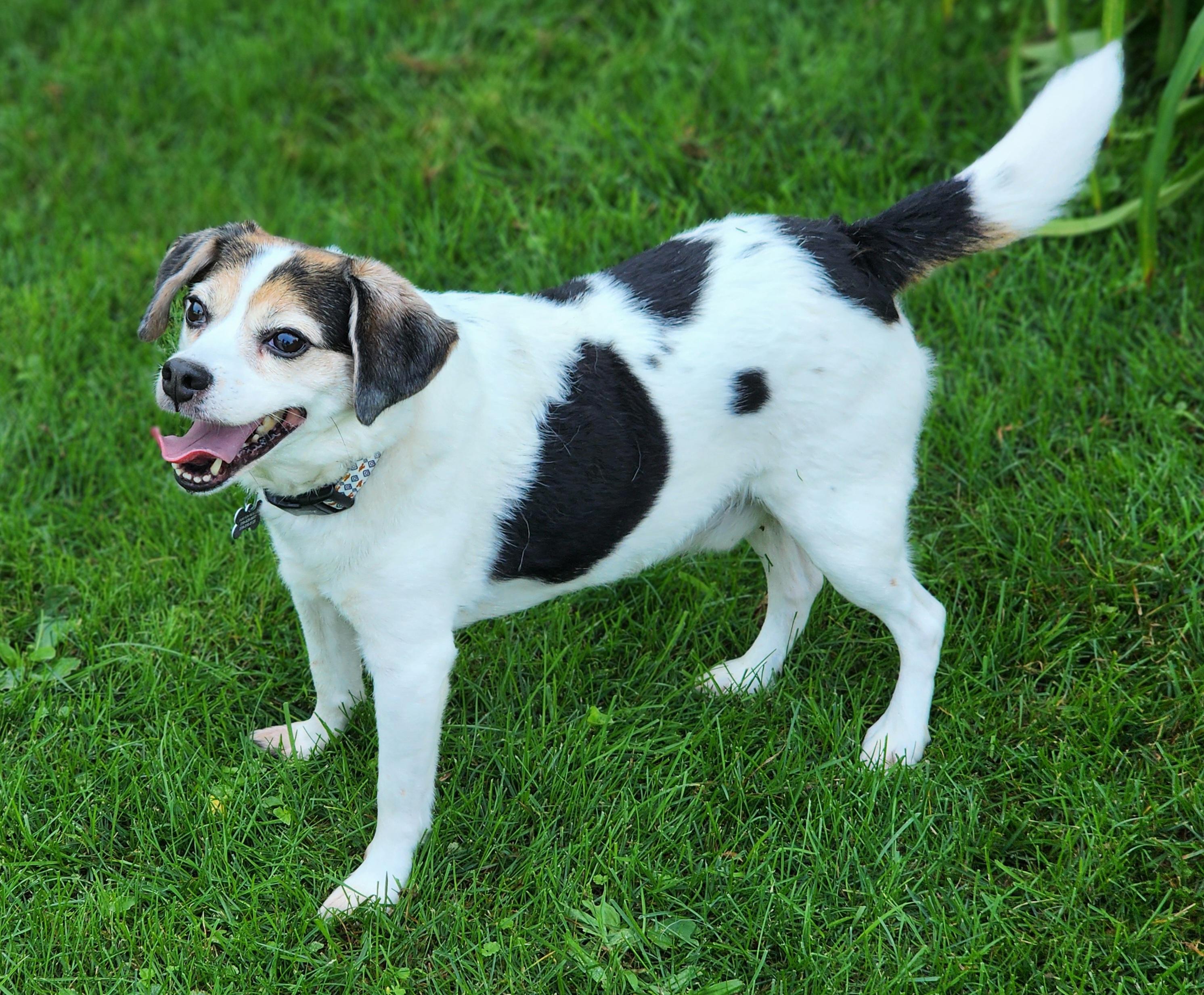Enlarge Max, a ADOPTABLE mixed breed in Lisbon, IA image 3/6