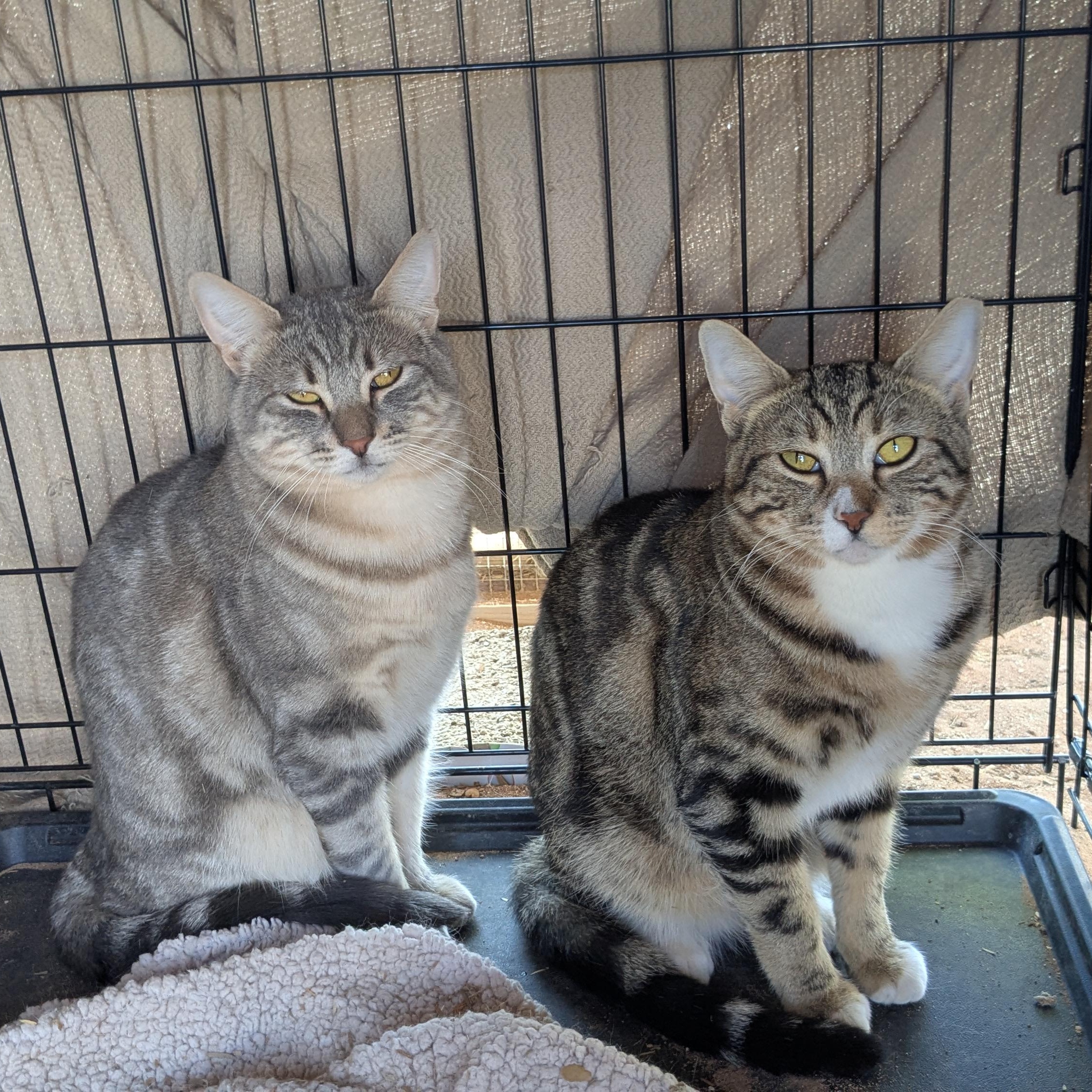 Enlarge Spot & HG (Bonded Pair) ---Community Courtesy Post---, a Adoptable mixed breed in Queen Creek, AZ image 1/3