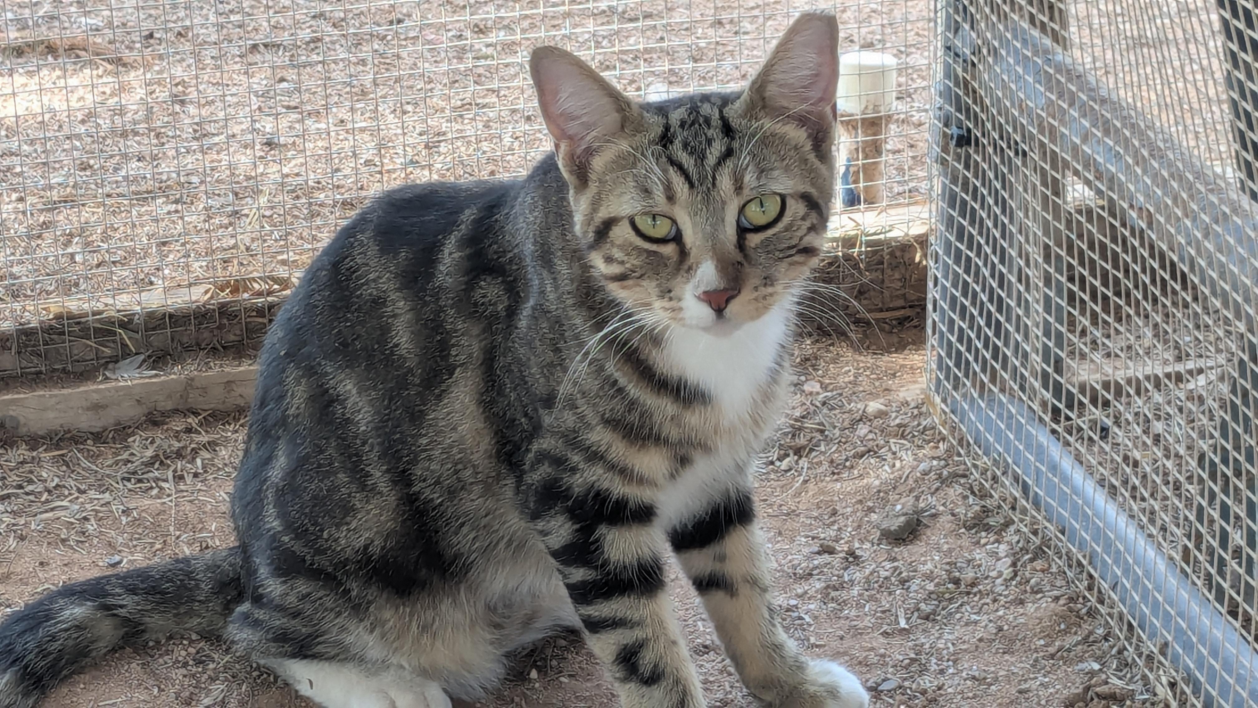 Enlarge Spot & HG (Bonded Pair) ---Community Courtesy Post---, a Adoptable mixed breed in Queen Creek, AZ image 3/3