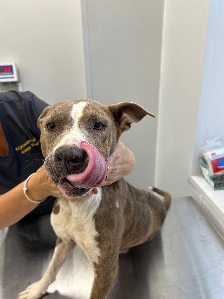 26-344 Misty, Adoptable, Adult Female Pit Bull Terrier.