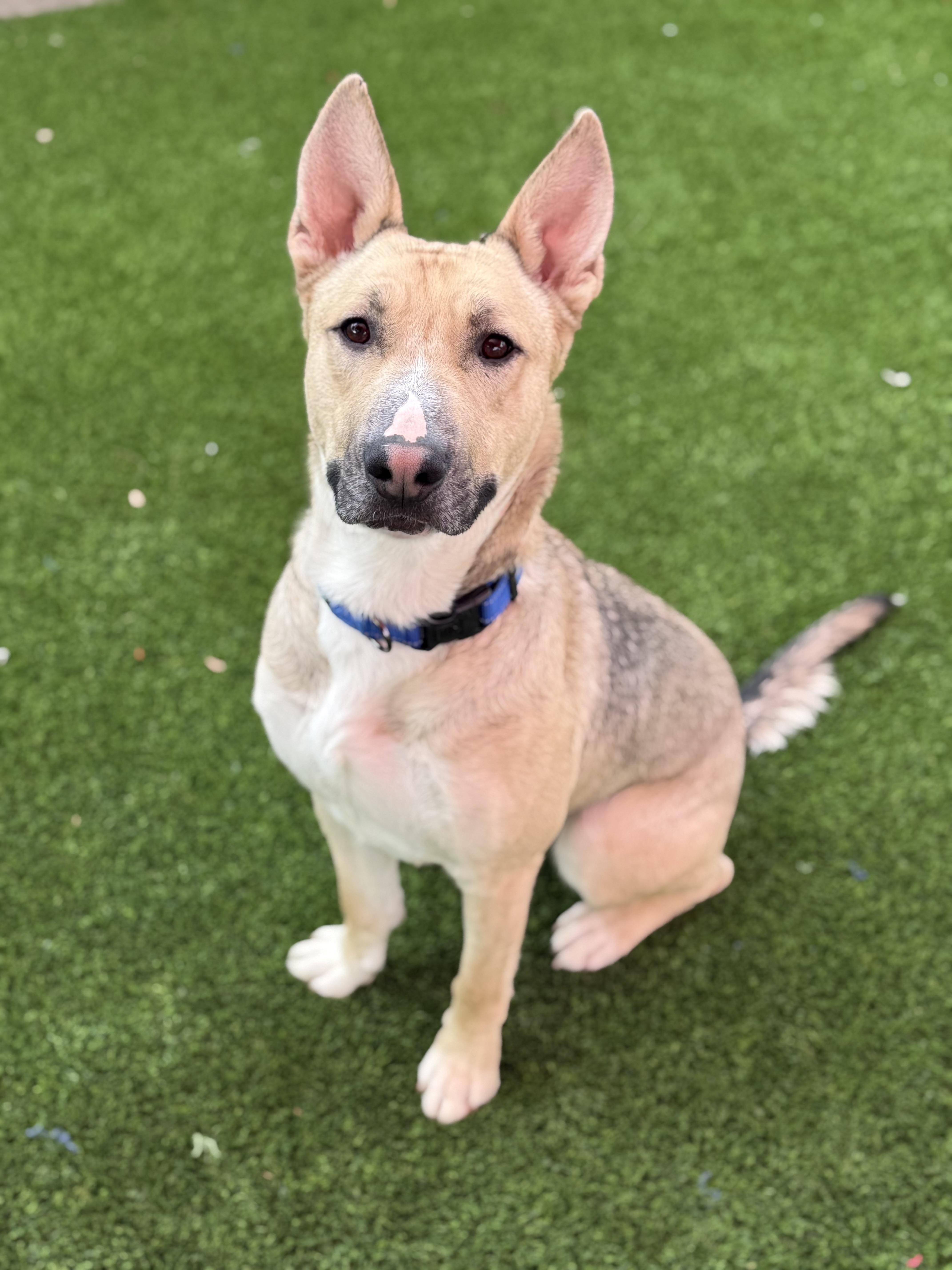 Enlarge Rudy, a ADOPTABLE mixed breed in Glendale, AZ image 2/3