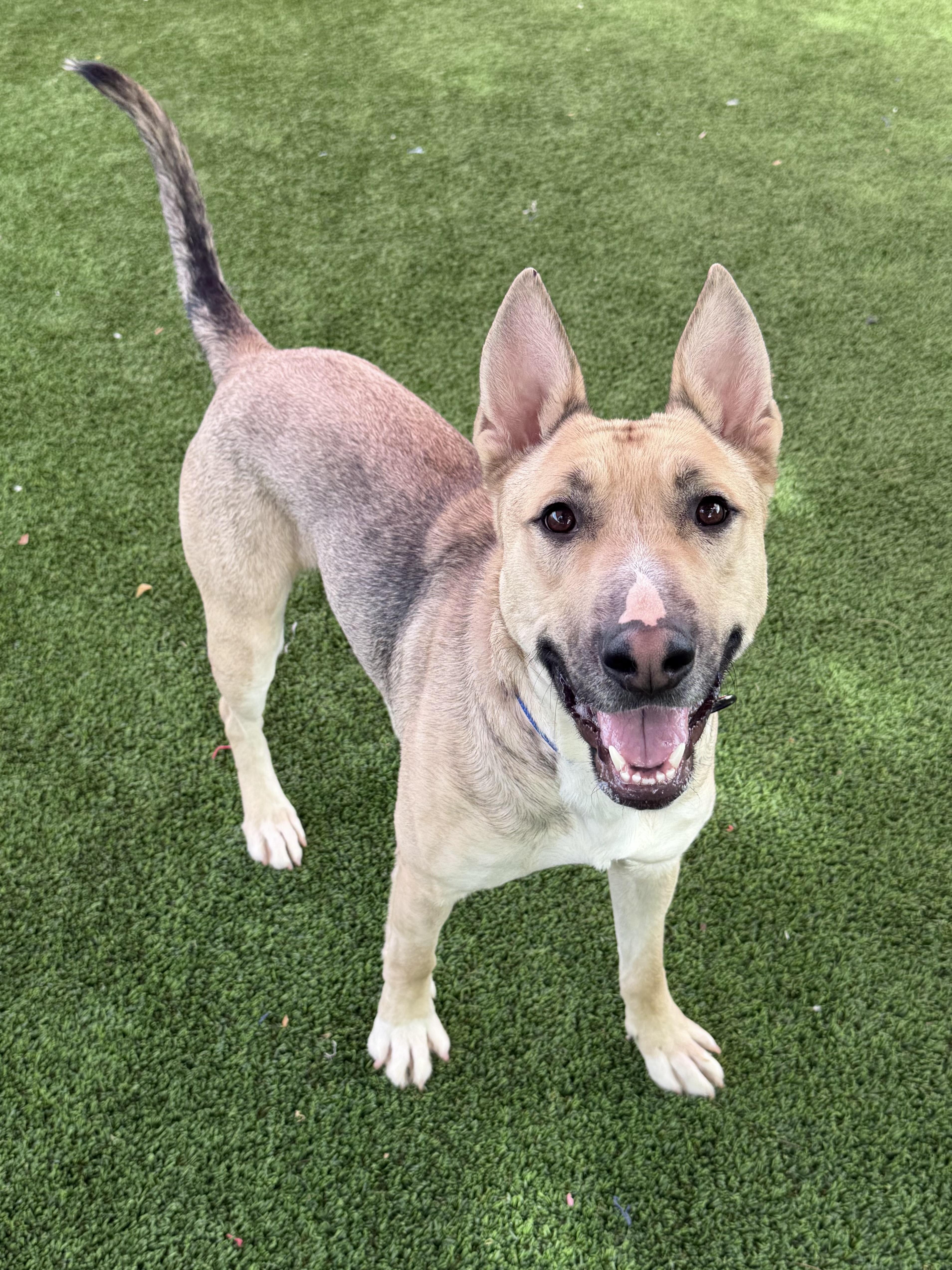 Enlarge Rudy, a ADOPTABLE mixed breed in Glendale, AZ image 1/3