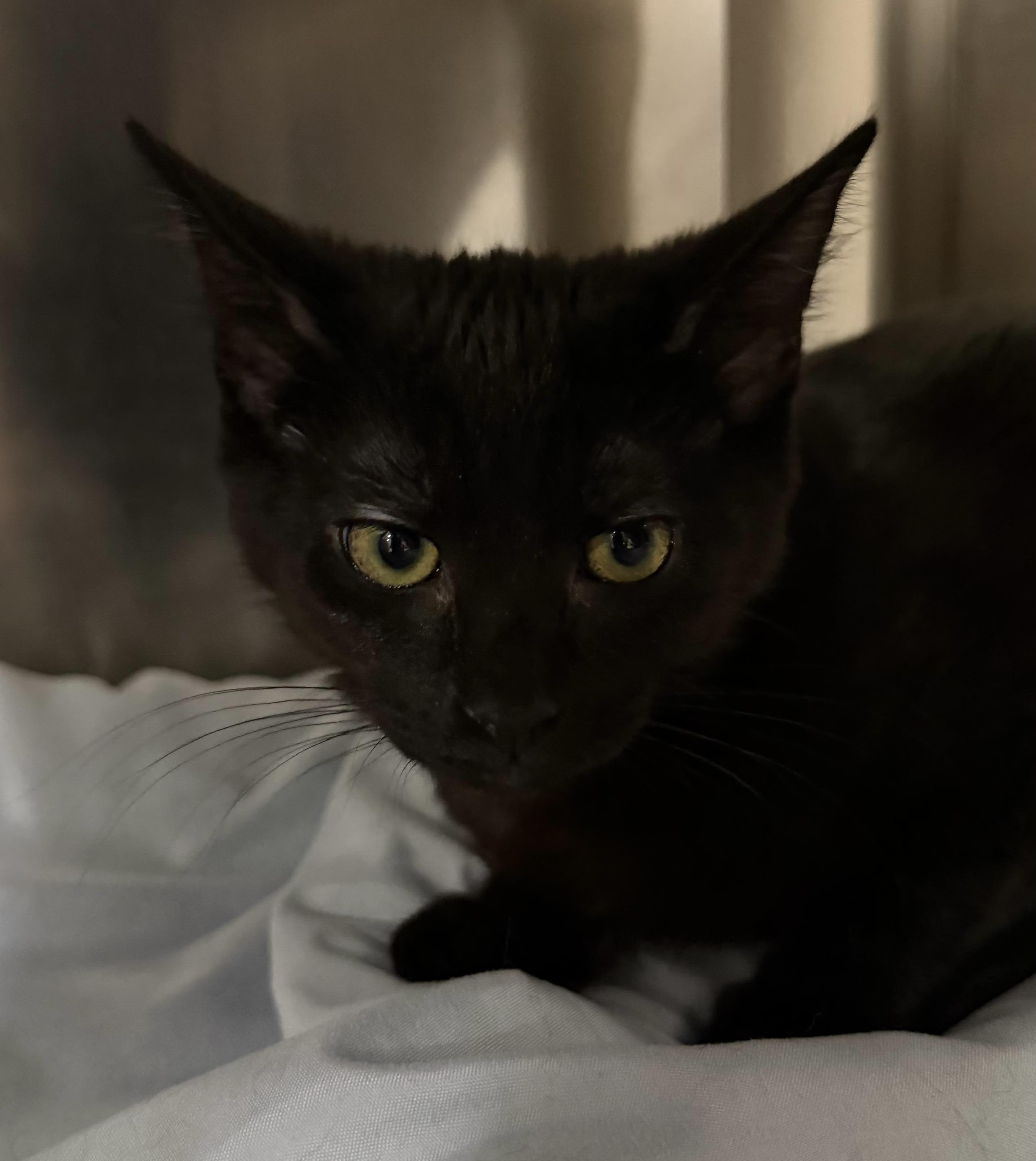 Enlarge Cayenne, a ADOPTABLE Domestic Short Hair in Maple Shade, NJ image 1/2