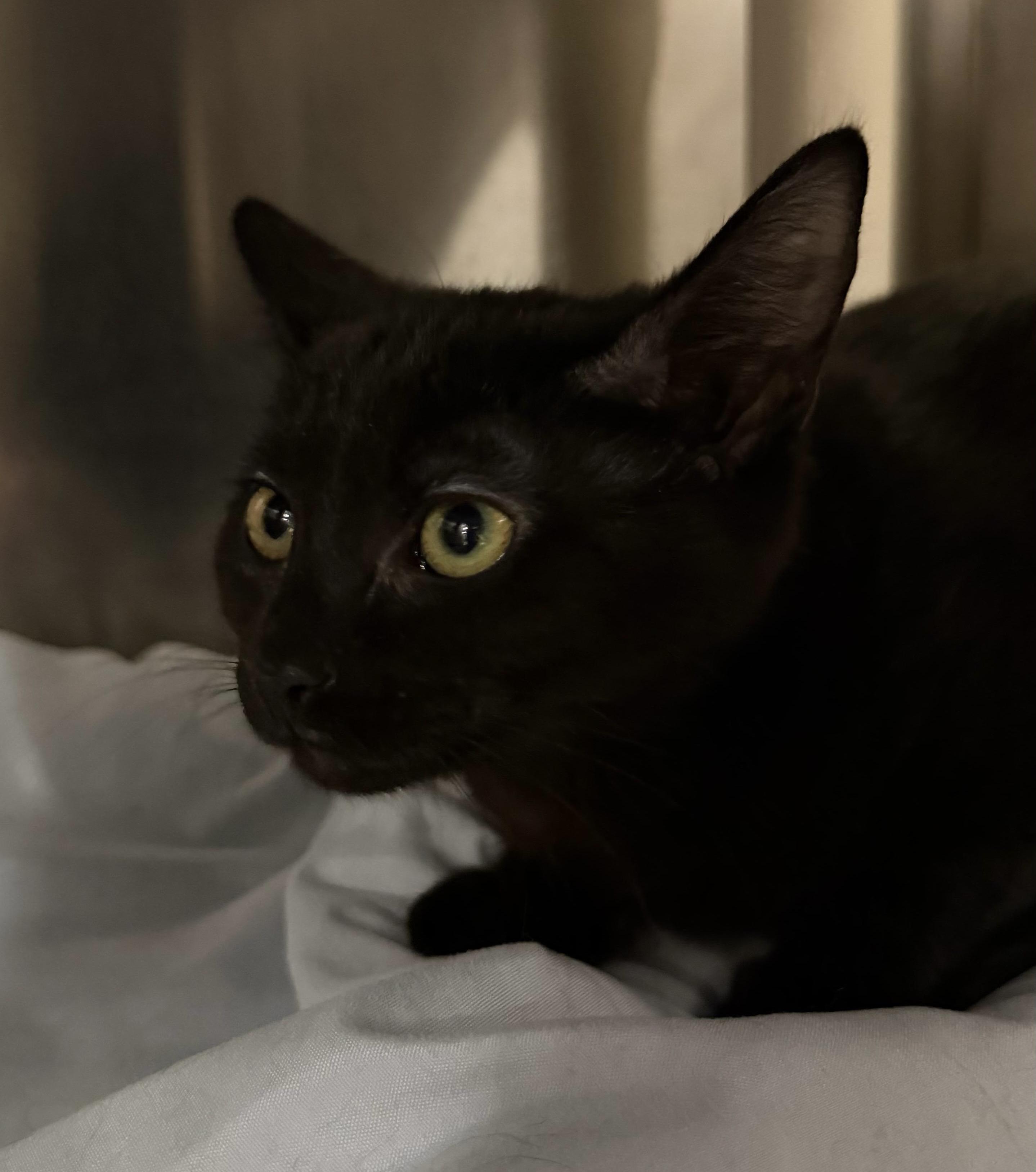 Enlarge Cayenne, a ADOPTABLE Domestic Short Hair in Maple Shade, NJ image 2/2