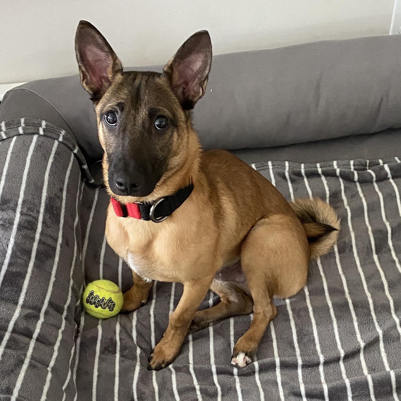 Enlarge Roy, a Adopted mixed breed in Morristown, NJ image 6/6