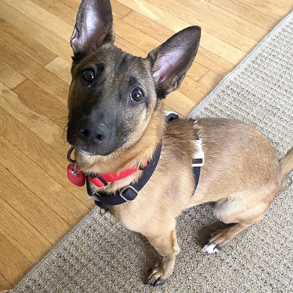 Roy, Adopted, Young Male Corgi & Chihuahua.