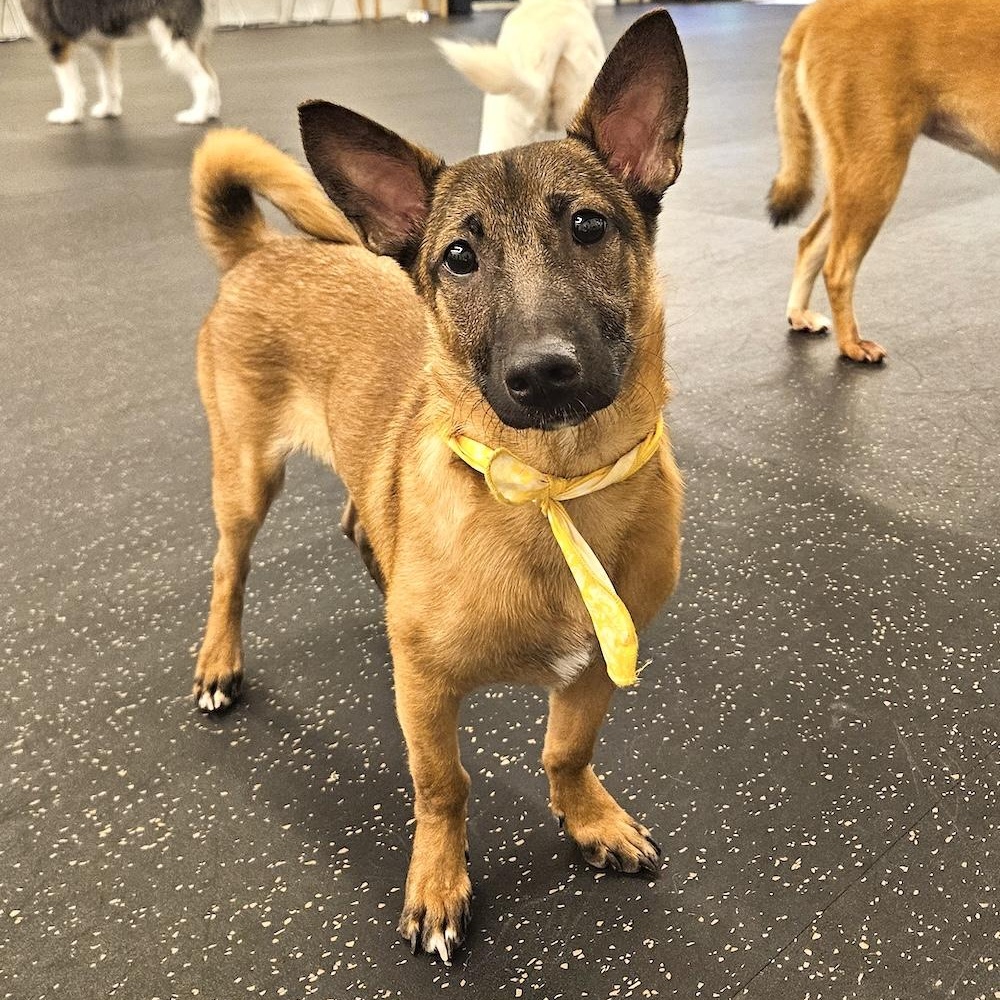 Enlarge Roy, a Adopted mixed breed in Morristown, NJ image 3/6