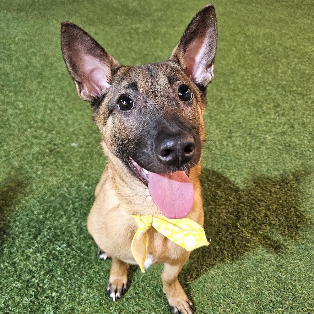 Enlarge Roy, a Adopted mixed breed in Morristown, NJ image 2/6