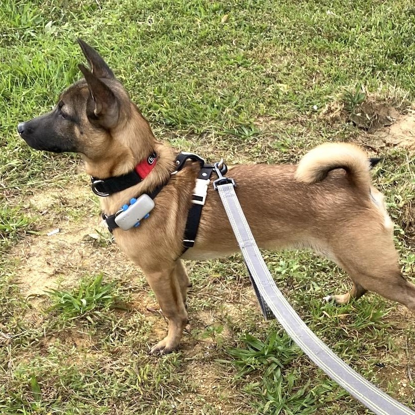Enlarge Roy, a Adopted mixed breed in Morristown, NJ image 5/6