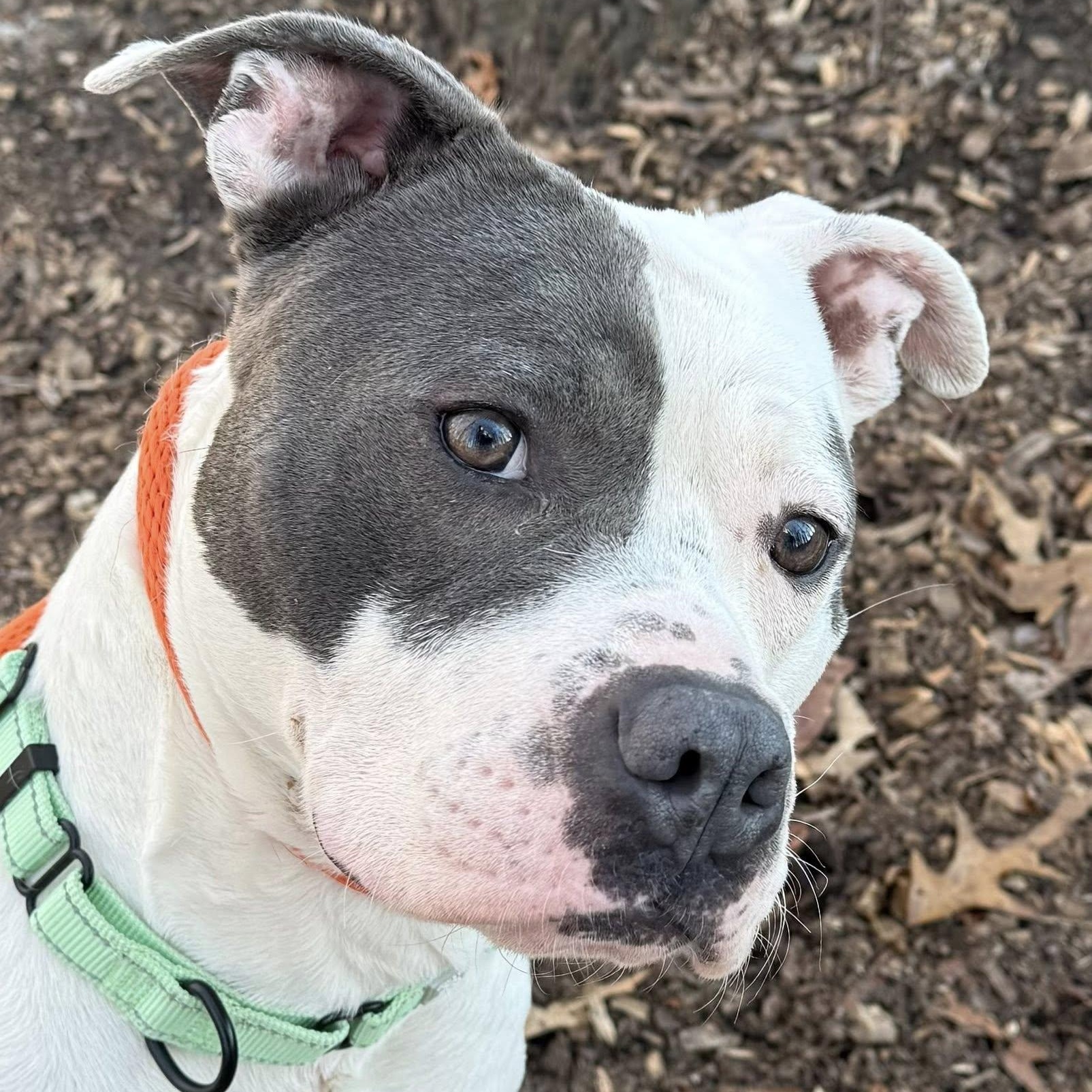 Enlarge Dreko (ID 49797/15), an adopted American Bully in Manassas, VA image 3/3