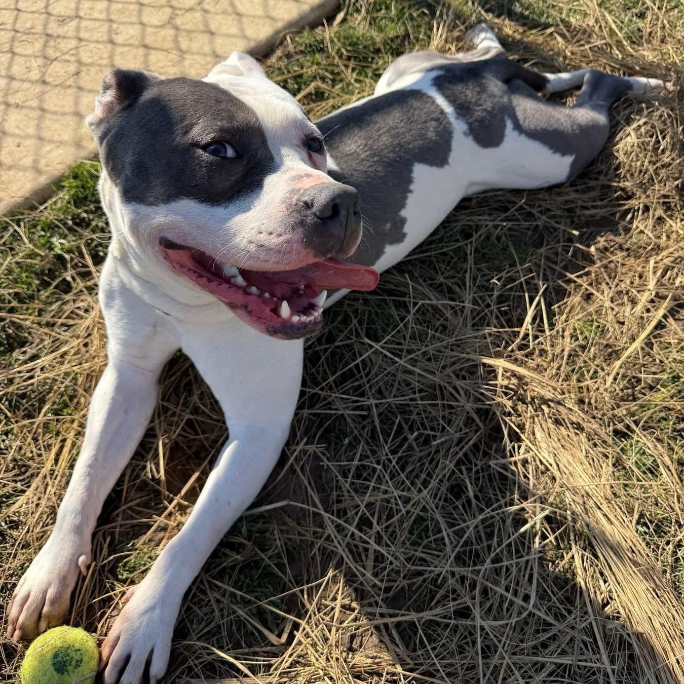 Enlarge Dreko (ID 49797/15), an adopted American Bully in Manassas, VA image 1/3