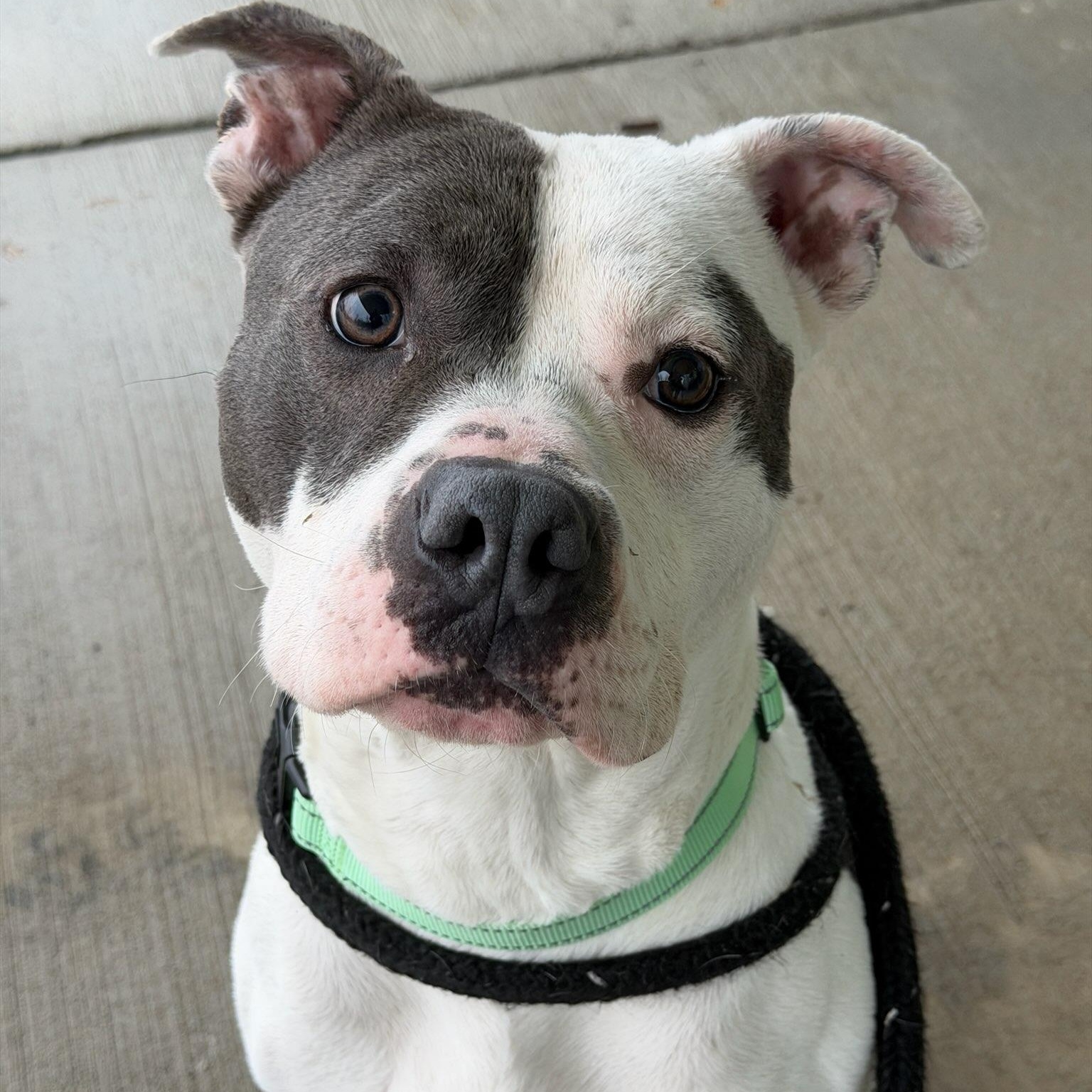 Dreko (ID 49797/15), adoptable, Adult Male American Bully.
