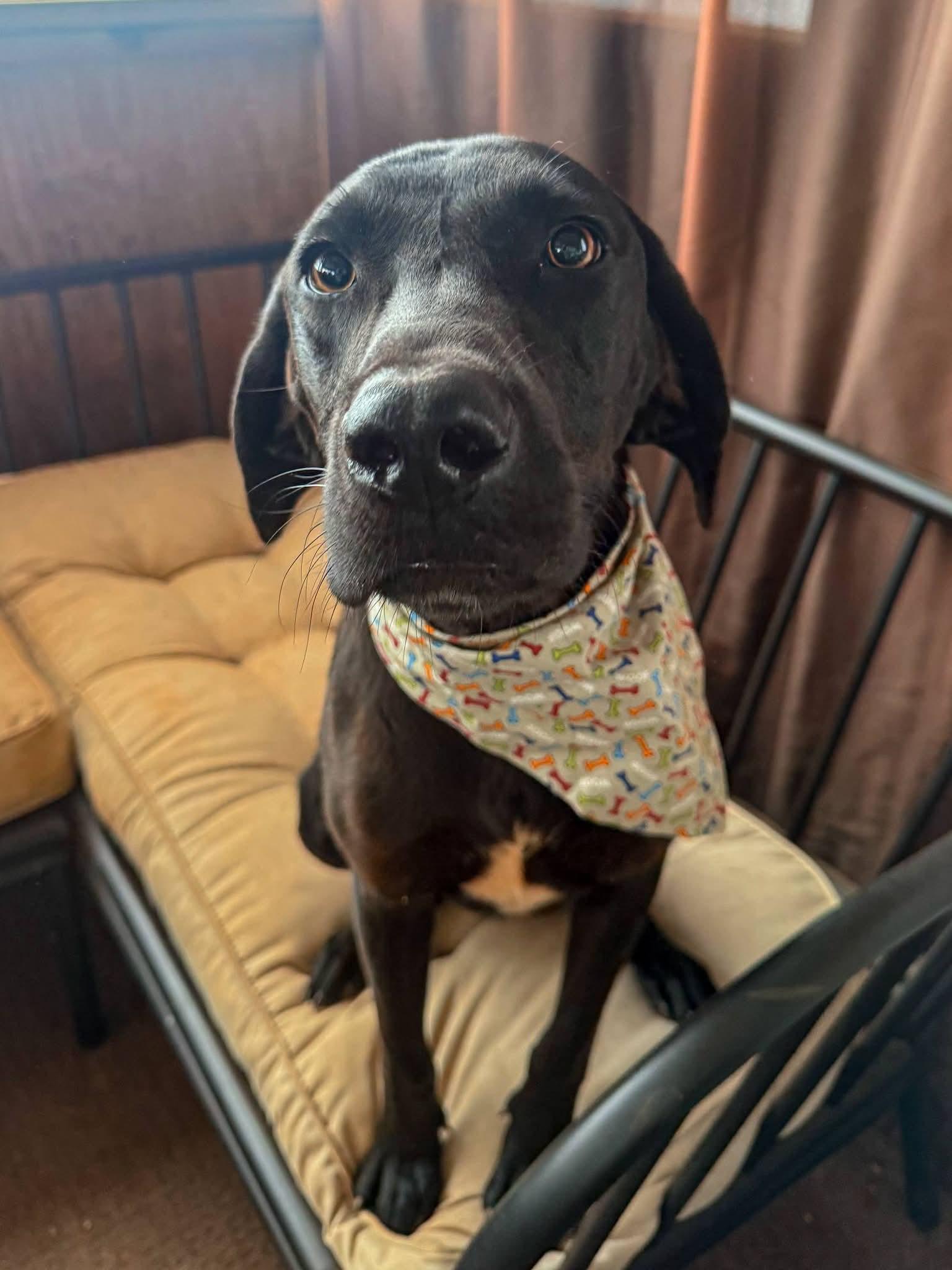 Tobey, ADOPTABLE, Young Male Labrador Retriever & Hound.