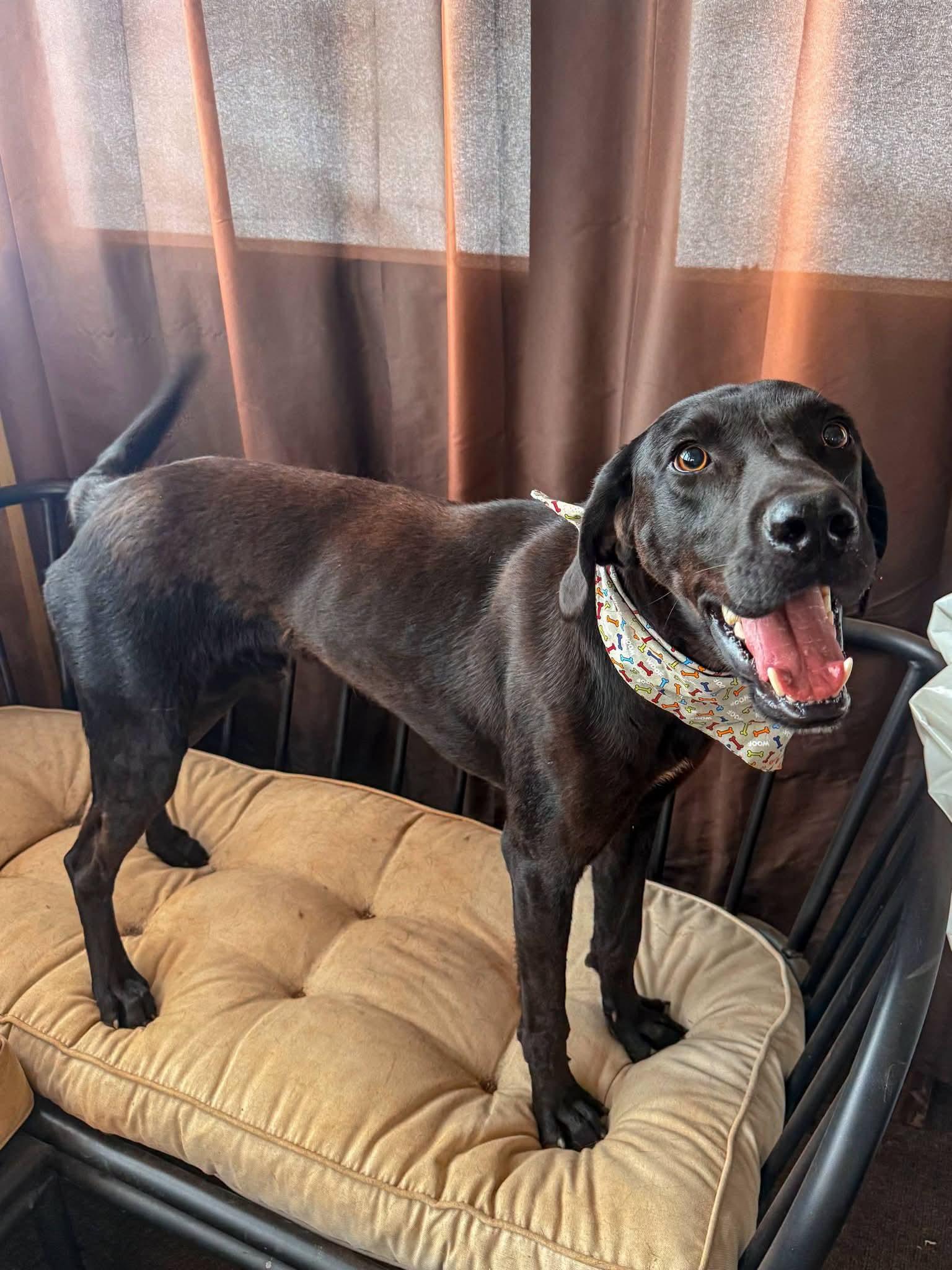 Enlarge Tobey, a Adoptable mixed breed in Marion, NC image 2/2