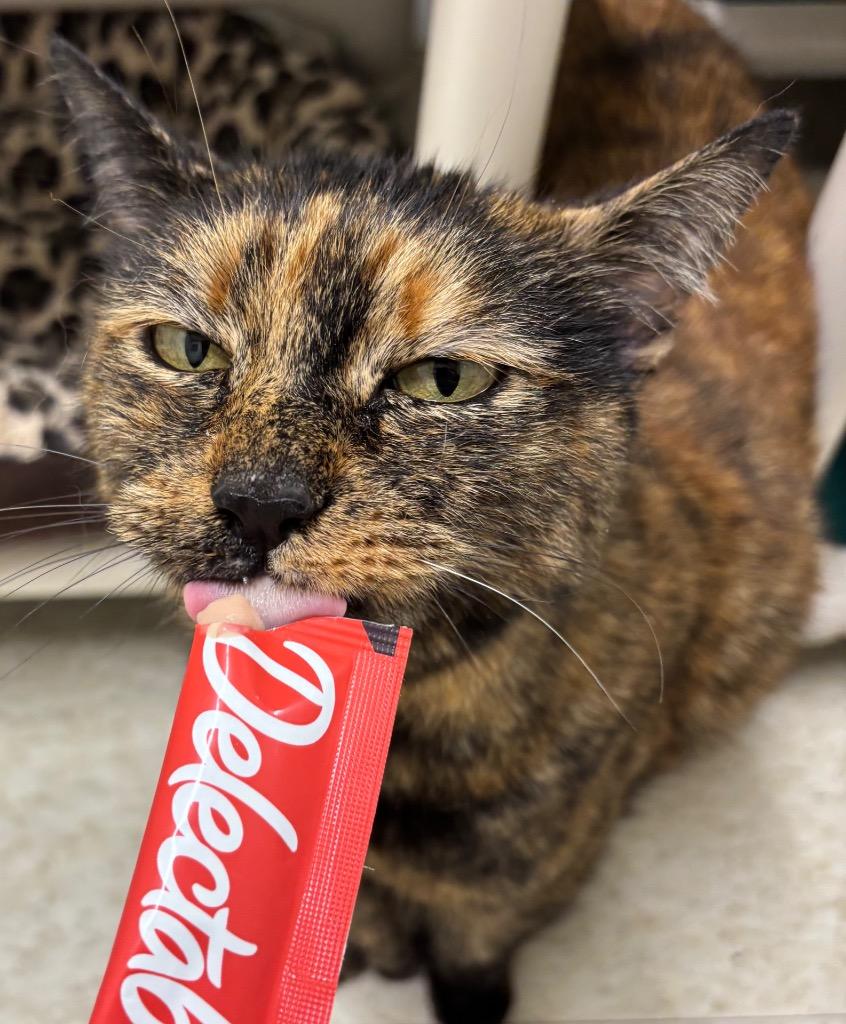 Tilly, Adoptable, Adult Female Domestic Short Hair.