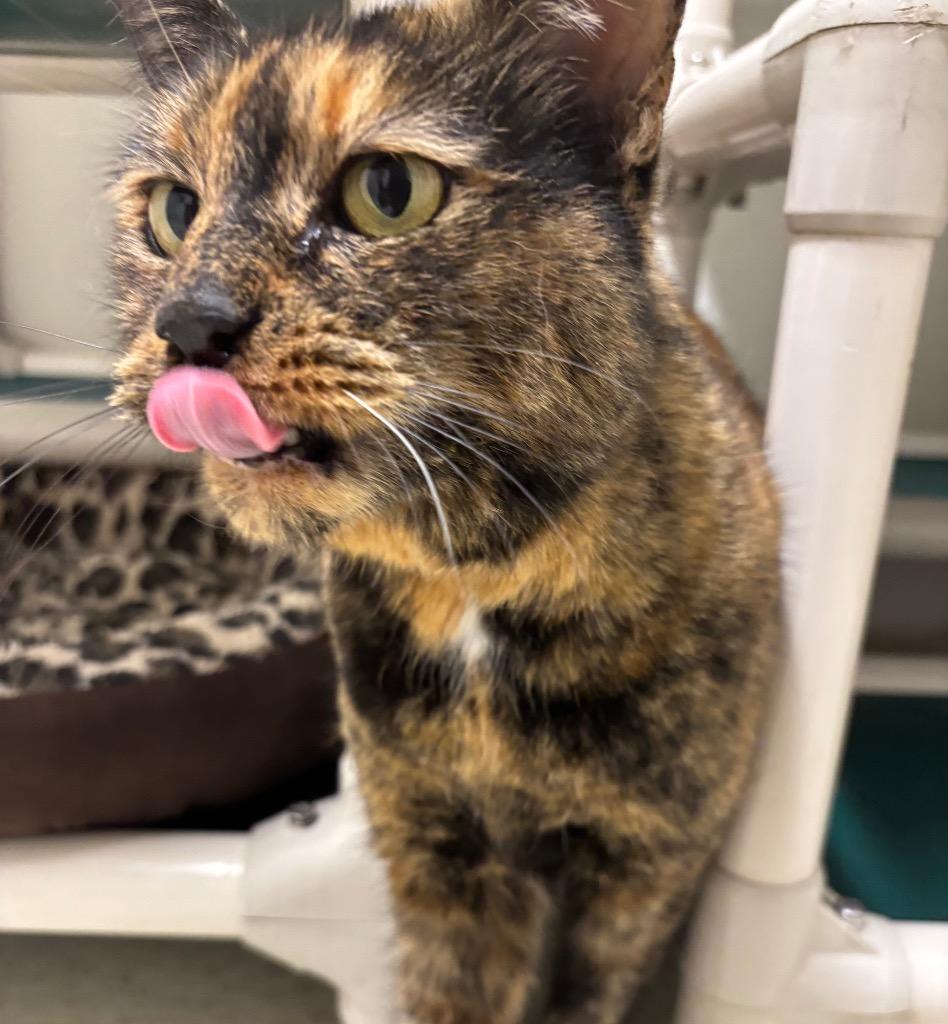 Enlarge Tilly, a Adoptable mixed breed in Fall River, MA image 2/6