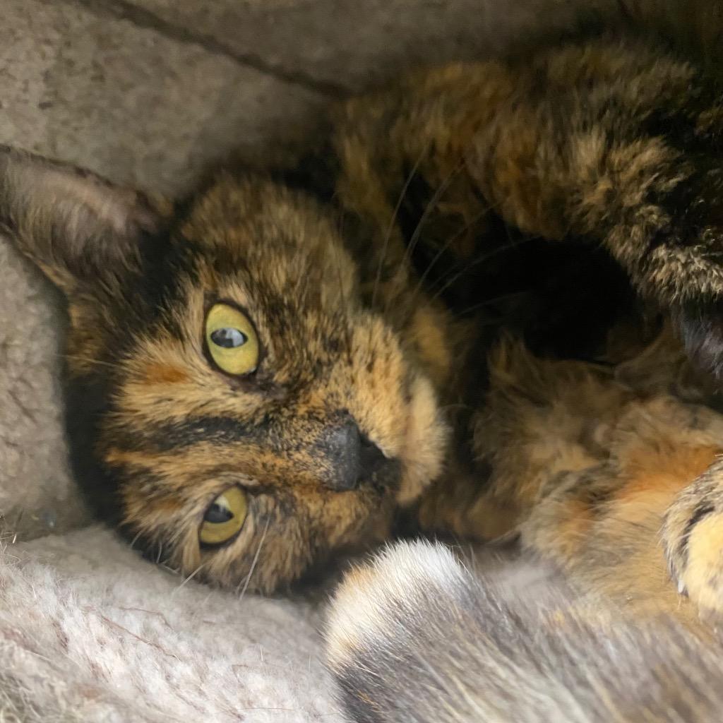 Enlarge Tilly, a Adoptable mixed breed in Fall River, MA image 3/6