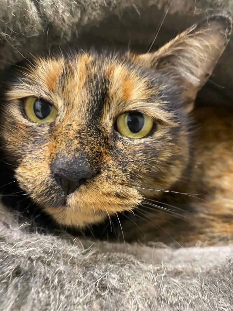 Tilly, a Adoptable mixed breed in Fall River, MA image 5/6