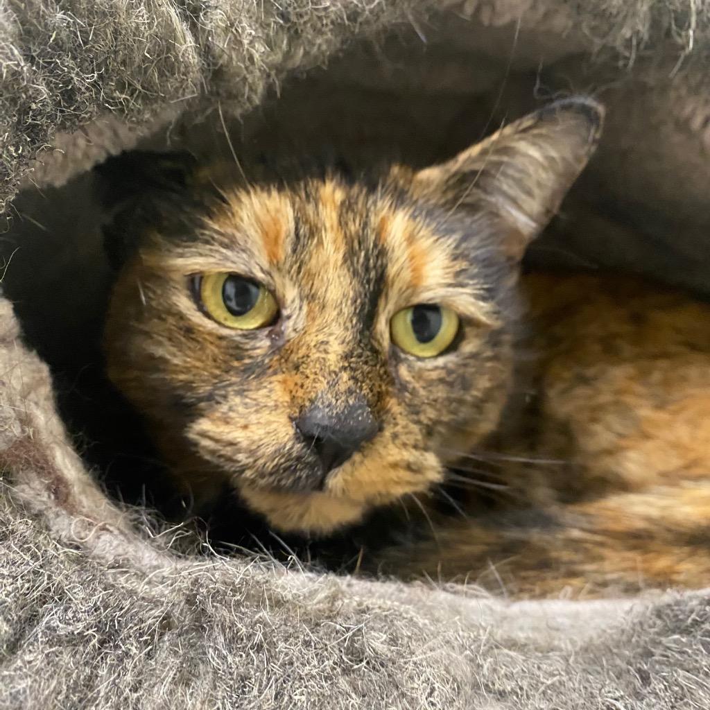 Enlarge Tilly, a Adoptable mixed breed in Fall River, MA image 5/6