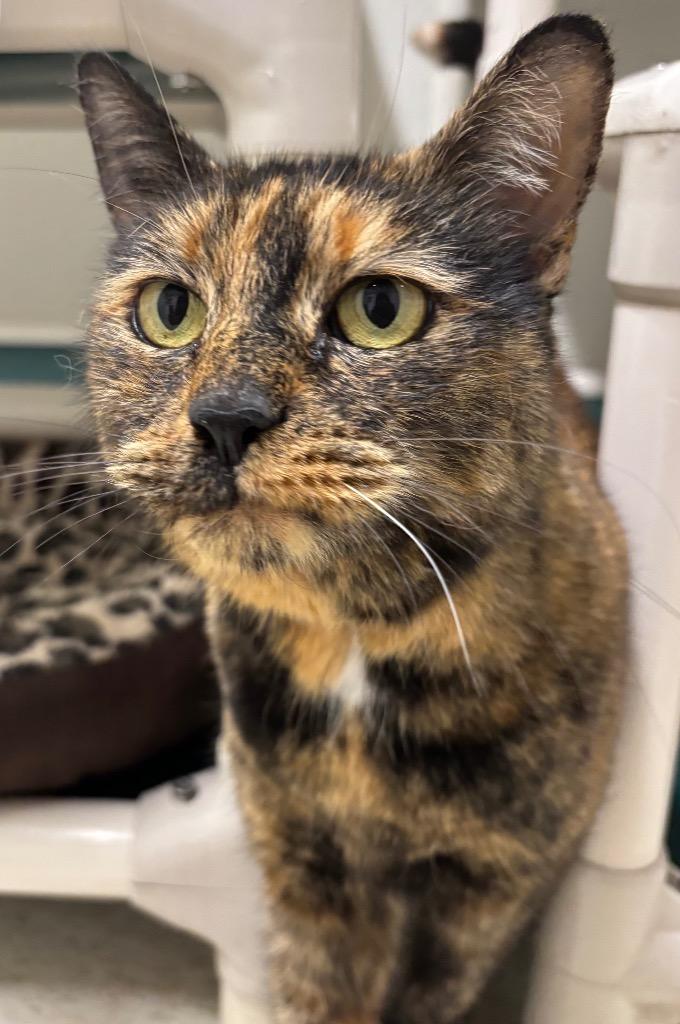 Enlarge Tilly, a Adoptable mixed breed in Fall River, MA image 6/6