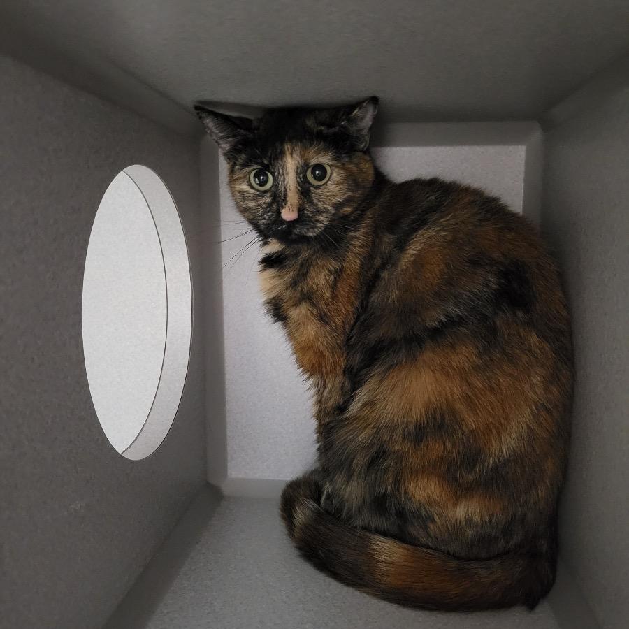 Enlarge Jane, a Adoptable Domestic Short Hair in Priest River, ID image 1/1