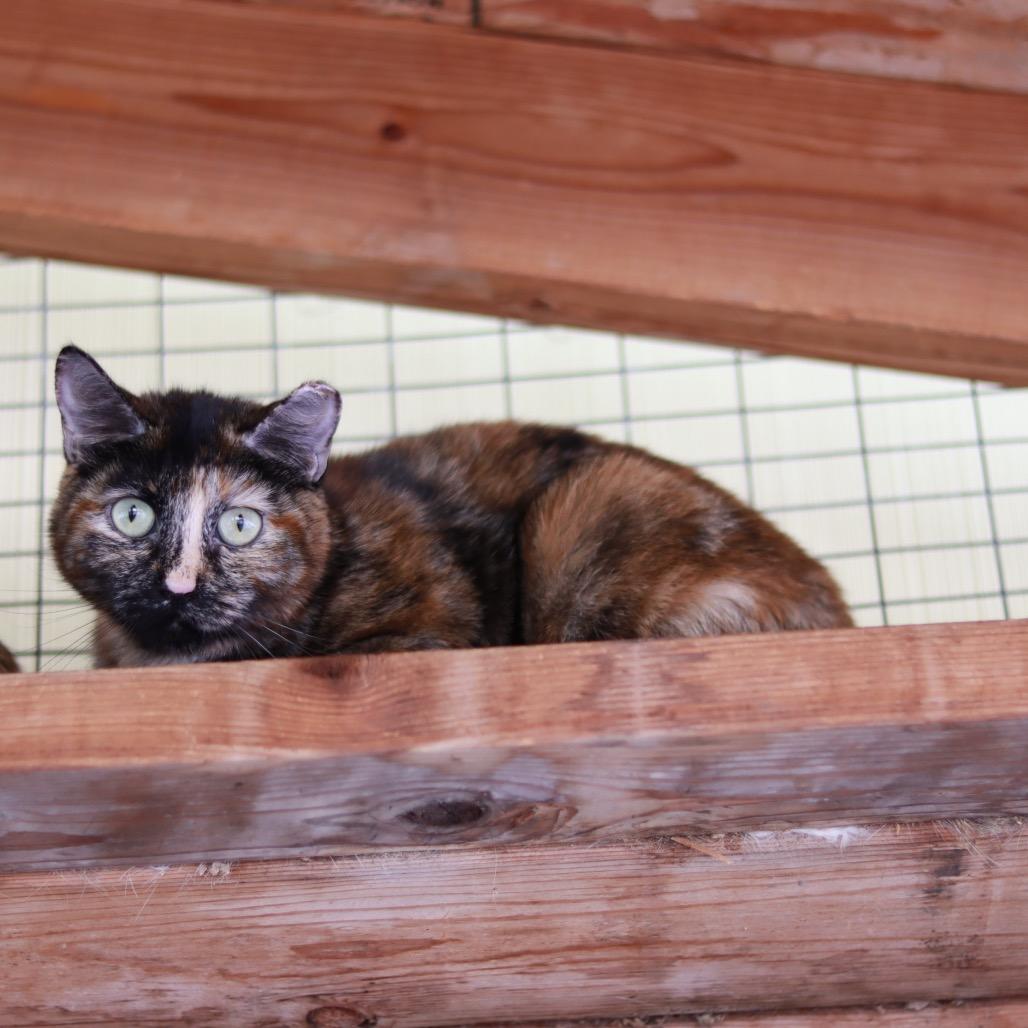 Jane, a Adoptable Domestic Short Hair in Priest River, ID image 2/2