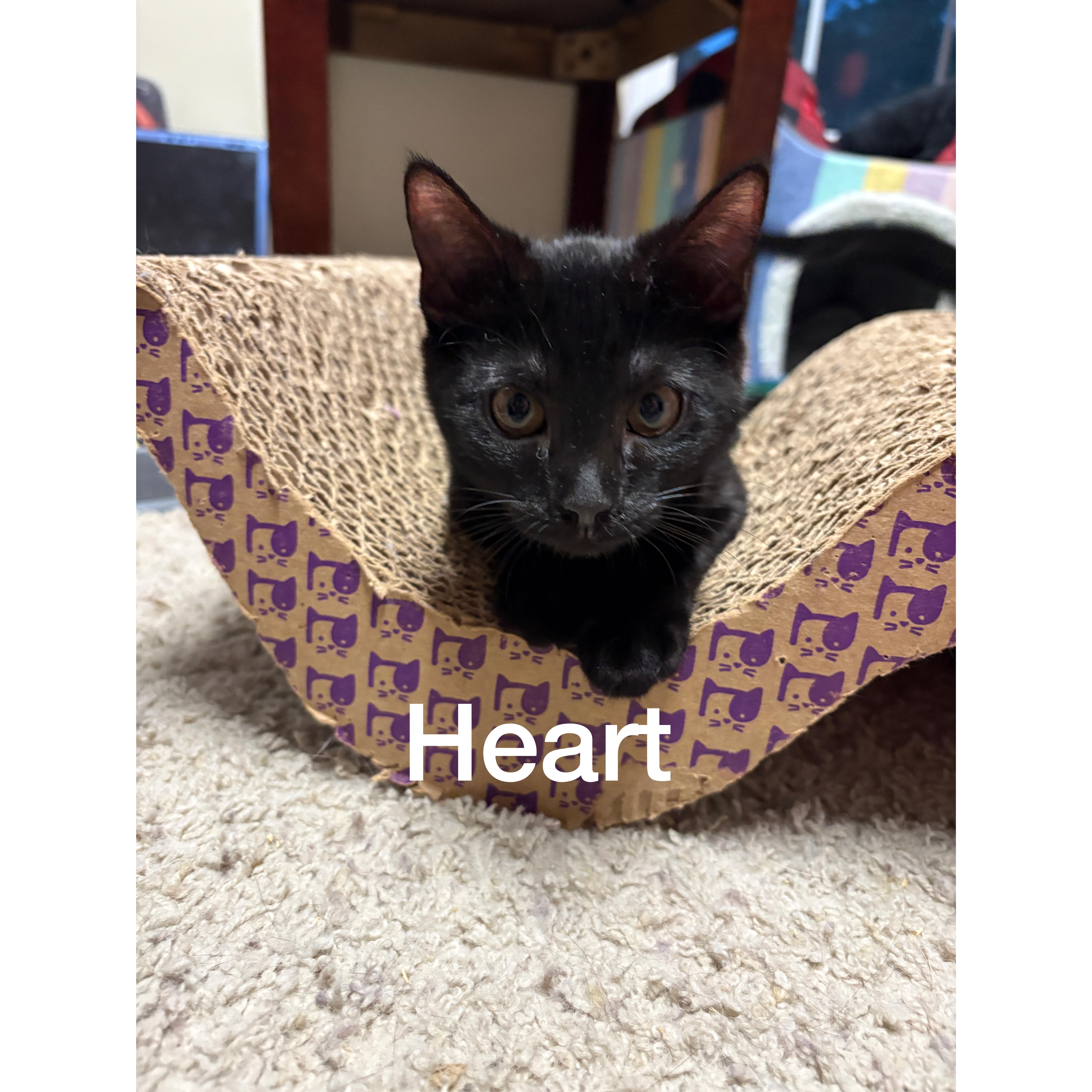Heart 6
