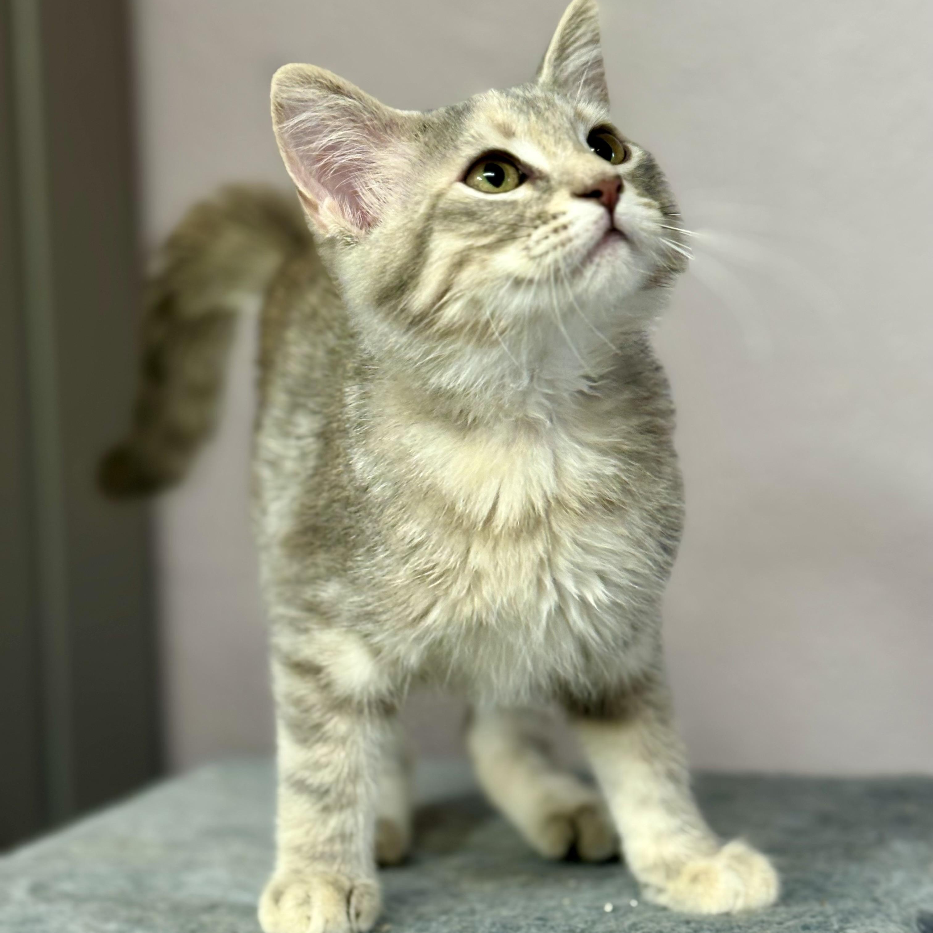 Cyndi