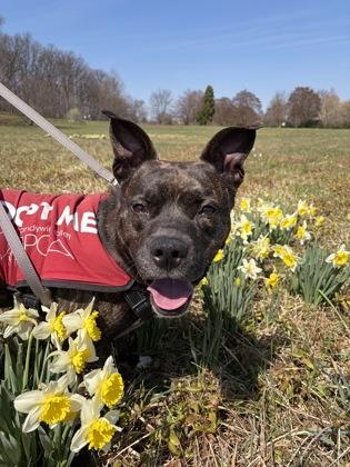 Bruno, Adoptable, Adult Male Mixed Breed & Mixed Breed.