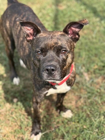Enlarge Bruno, a Adoptable Mixed Breed in Washington, DC image 1/3