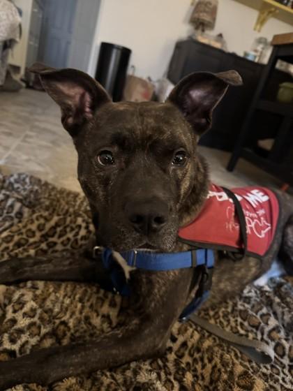 Enlarge Bruno, a Adoptable Mixed Breed in Washington, DC image 2/3